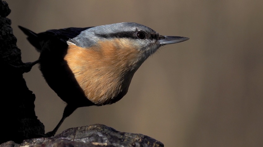 Picchio muratore (Sitta europaea)